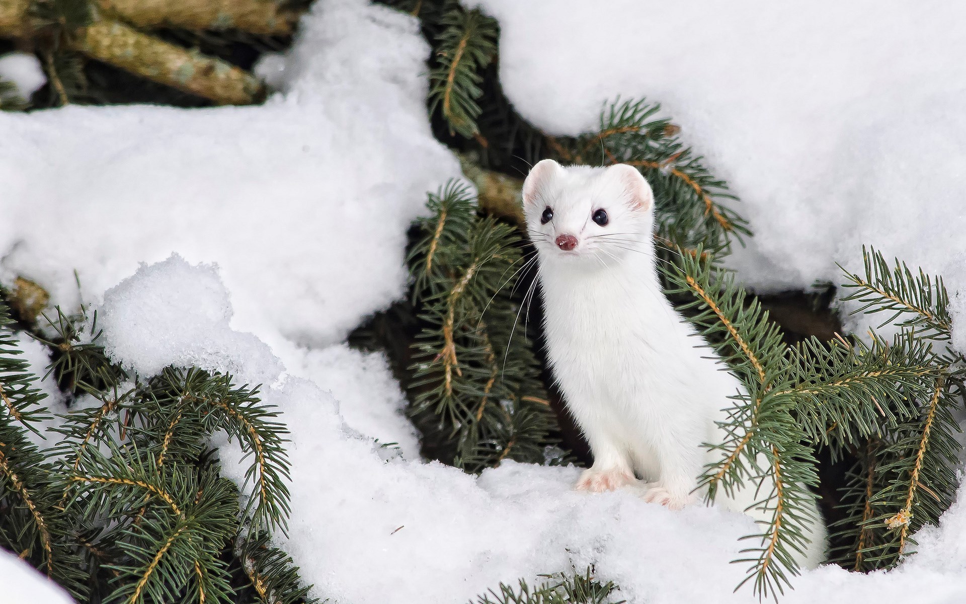 White stoat among pine tree branches in snowy environment.